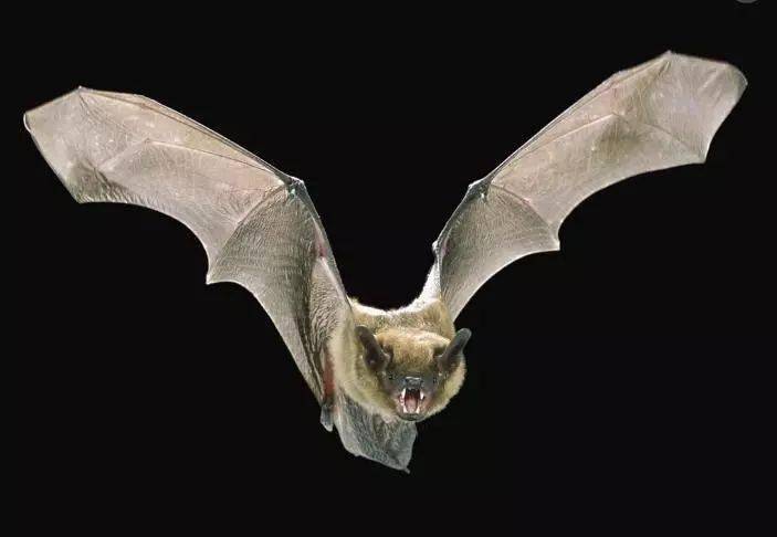 機載雷達發展簡史: 從蝙蝠說起 到 機載相控陣